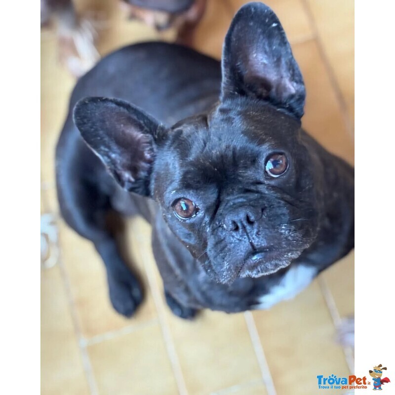 Mirtilla Dolcissima Bulldog Francese Cerca Adozione! - Foto n. 4