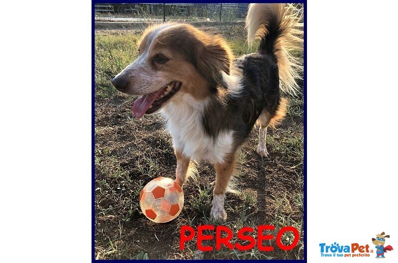 Perseo 8anni un bel Tipetto! - Foto n. 1