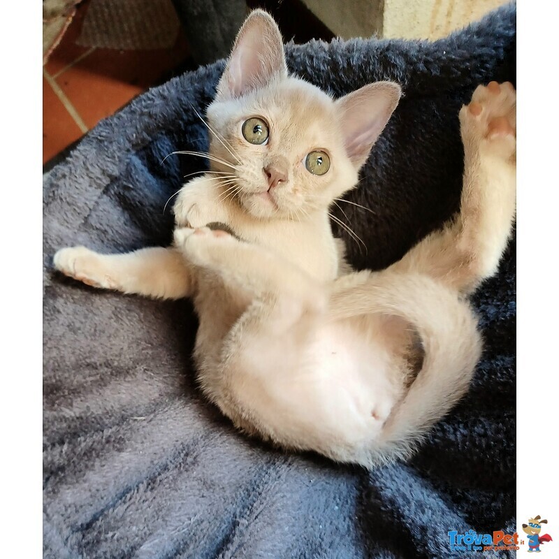 Cuccioli Burmesi Europei Color Lilla - Foto n. 2