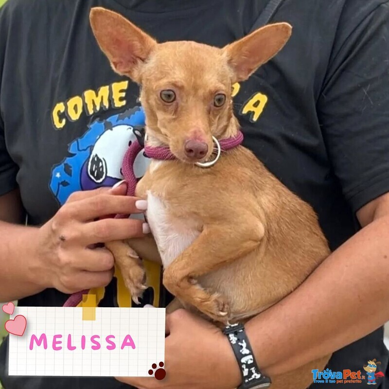 Melissa Cagnolina Timida e Dolce Cerca Adozione - Taglia Piccola 1 Anno - Foto n. 1