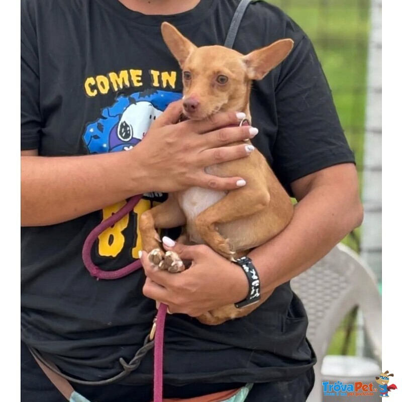 Melissa Cagnolina Timida e Dolce Cerca Adozione - Taglia Piccola 1 Anno - Foto n. 3