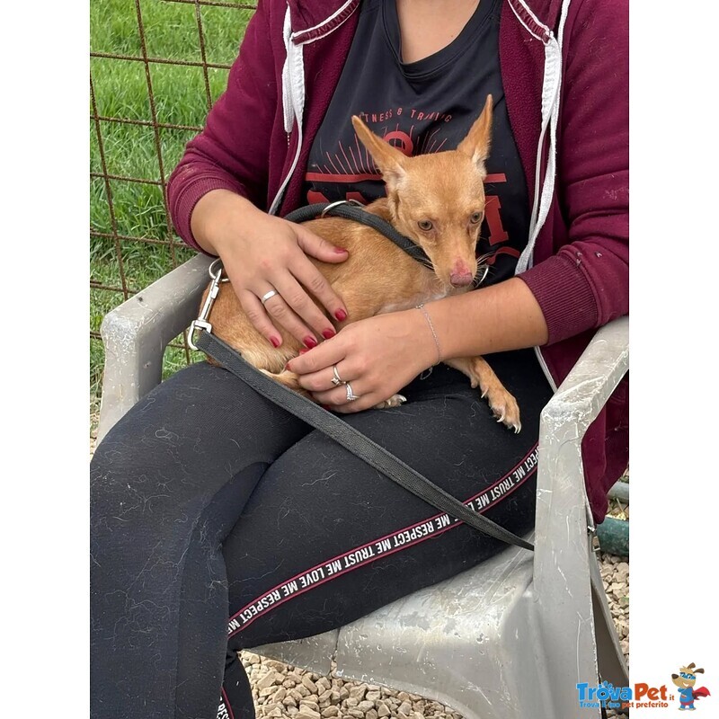 Melissa Cagnolina Timida e Dolce Cerca Adozione - Taglia Piccola 1 Anno - Foto n. 4