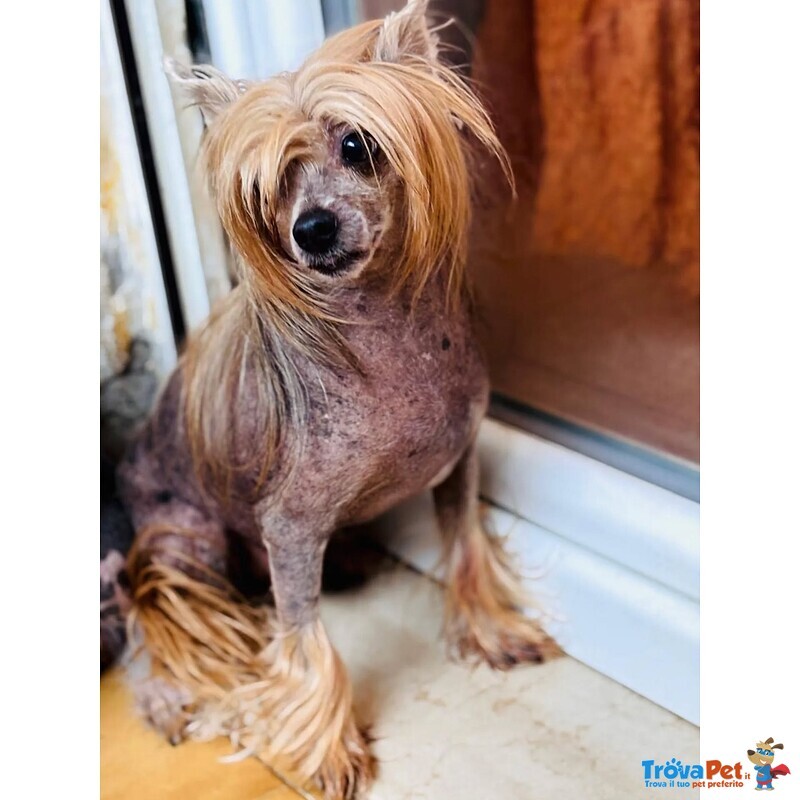 Tito Chinese Crested dog con Pedigree Cerca Adozione - Foto n. 2