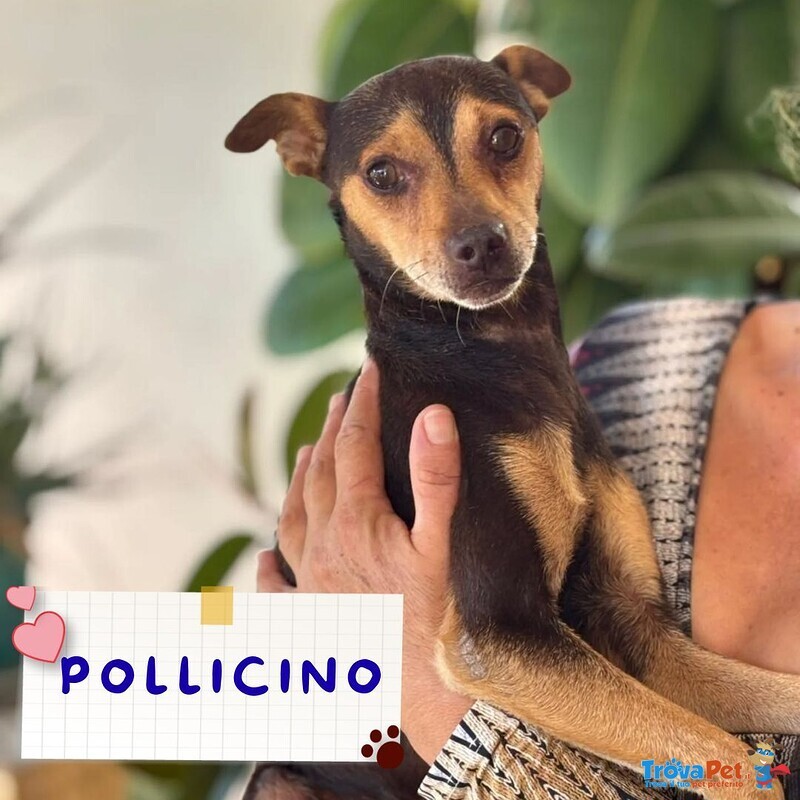 Pollicino Dolce Simil Pinscher 3 anni Cerca Casa - Foto n. 1