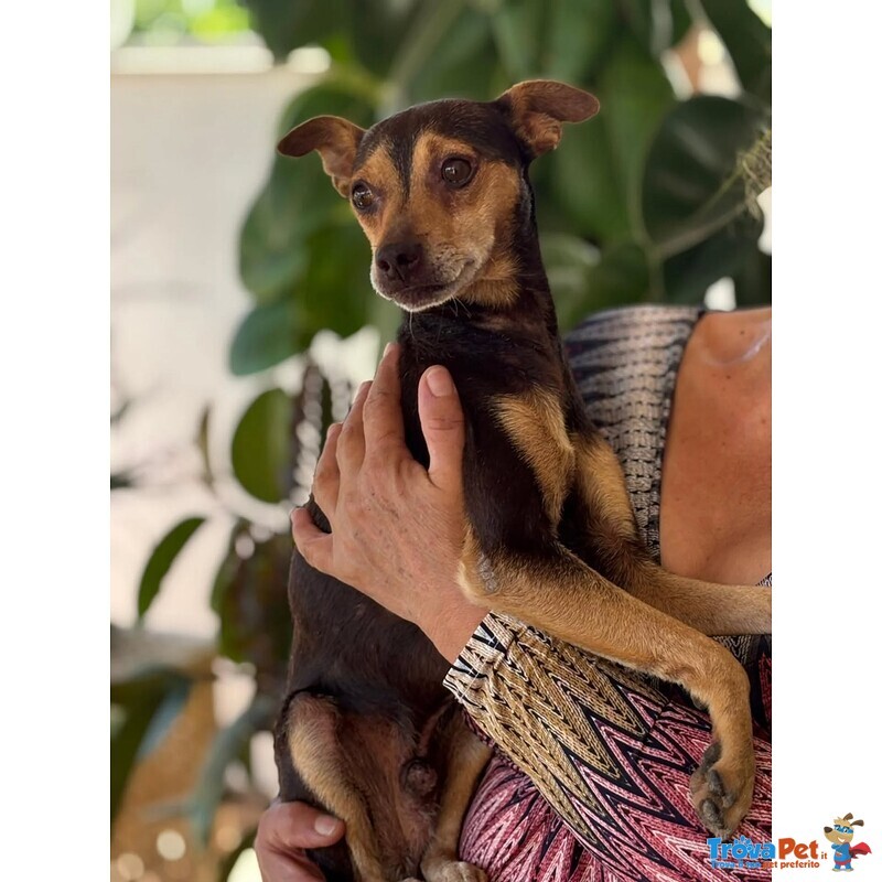 Pollicino Dolce Simil Pinscher 3 anni Cerca Casa - Foto n. 2