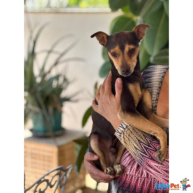 Pollicino Dolce Simil Pinscher 3 anni Cerca Casa - Foto n. 3