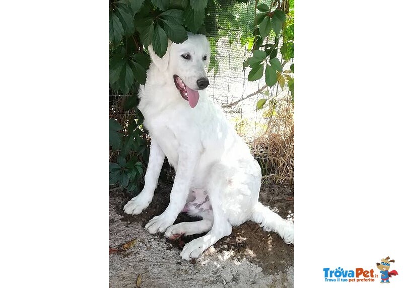 Muffin 5anni Dolce Allegro Speranzoso. 20kg - Foto n. 2