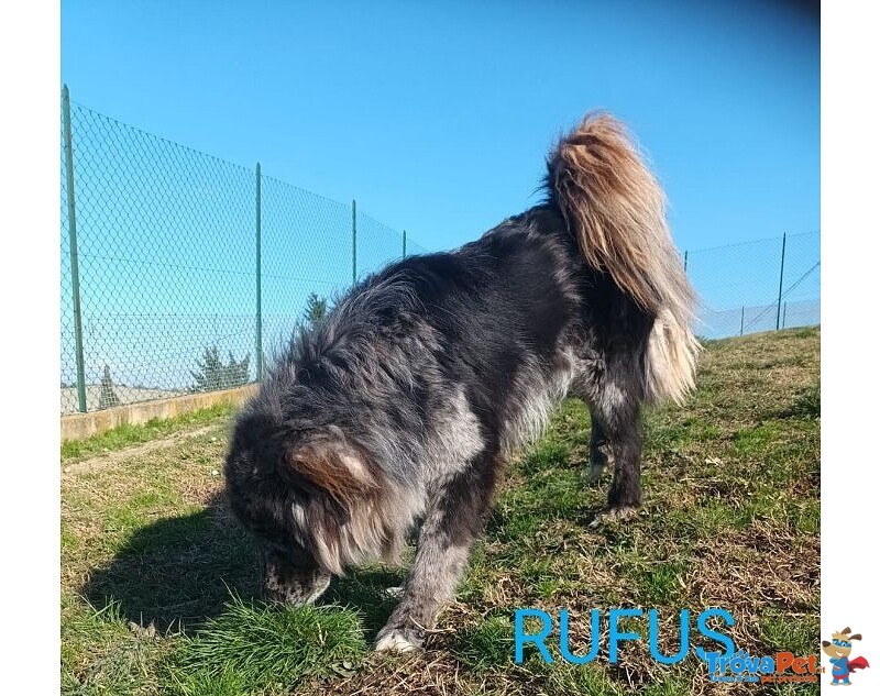 Fantastico Rufus 4anni tg Grande - Foto n. 3