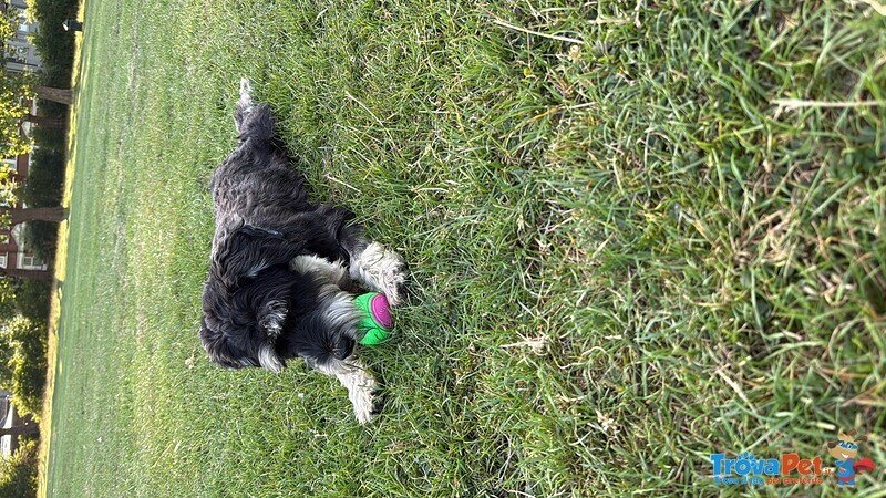 Fantastico Schnauzer nano Maschio per Accoppiamento - Foto n. 1
