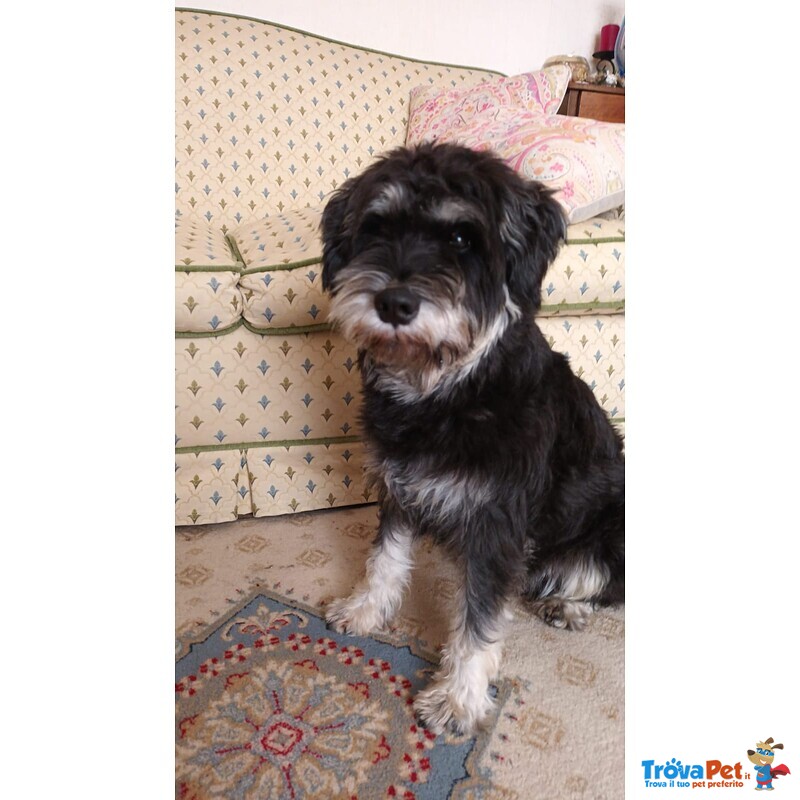 Fantastico Schnauzer nano Maschio per Accoppiamento - Foto n. 2