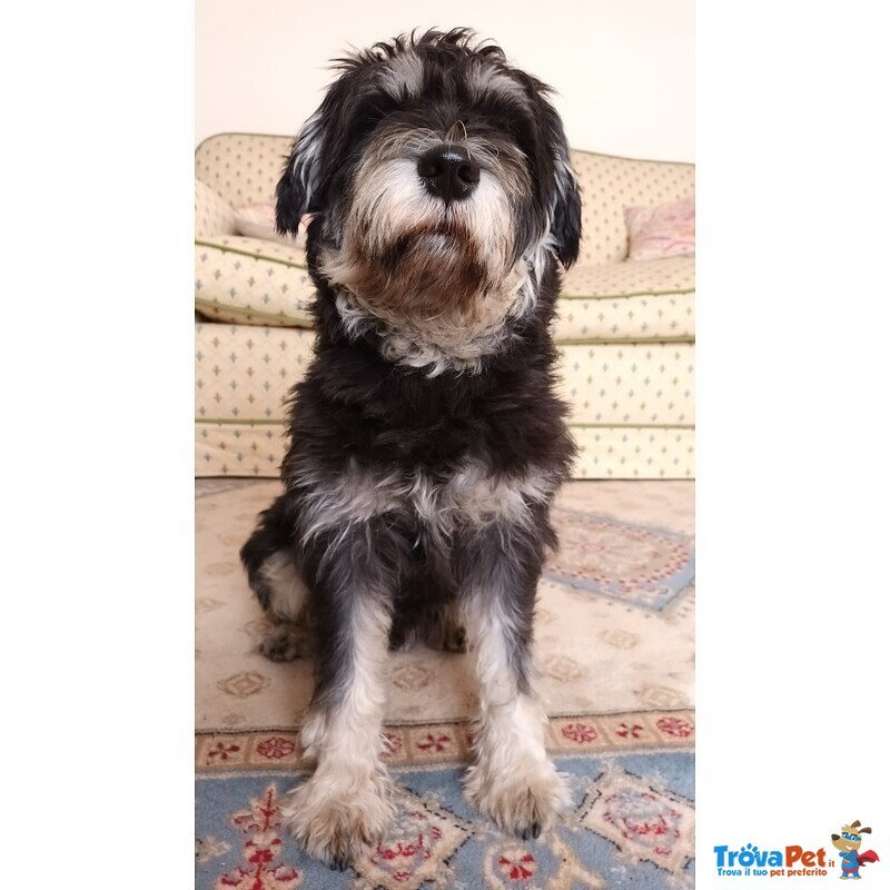 Fantastico Schnauzer nano Maschio per Accoppiamento - Foto n. 3