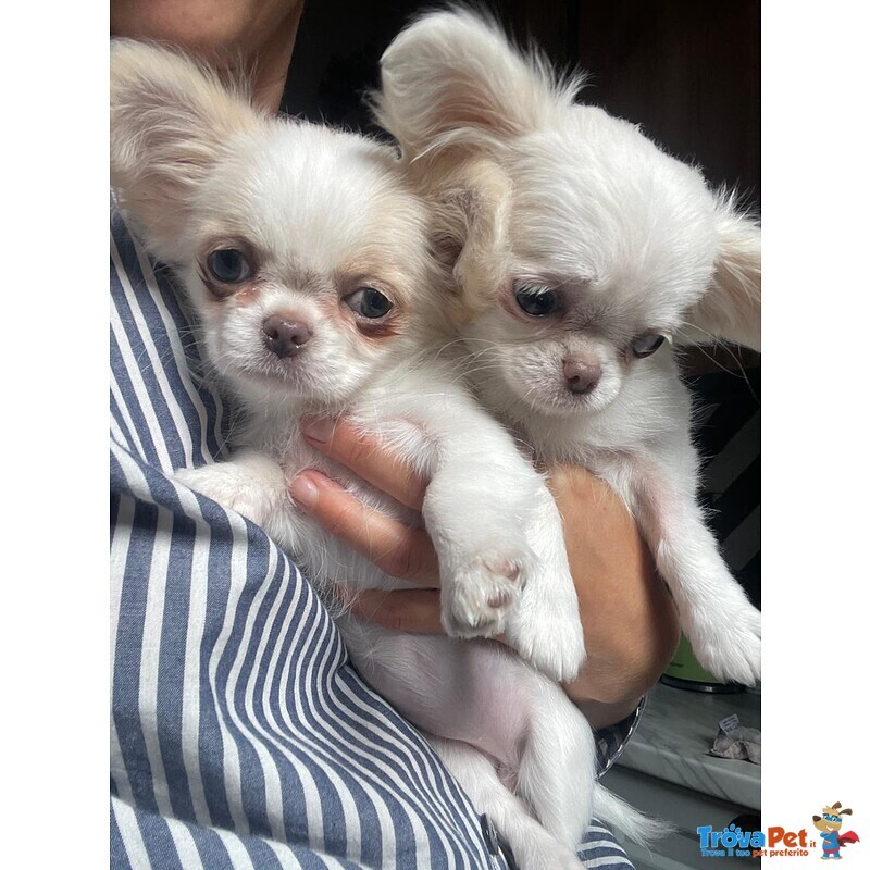 Bellissima Femminuccia di Chihuahua – Taglia Piccola – - Foto n. 2