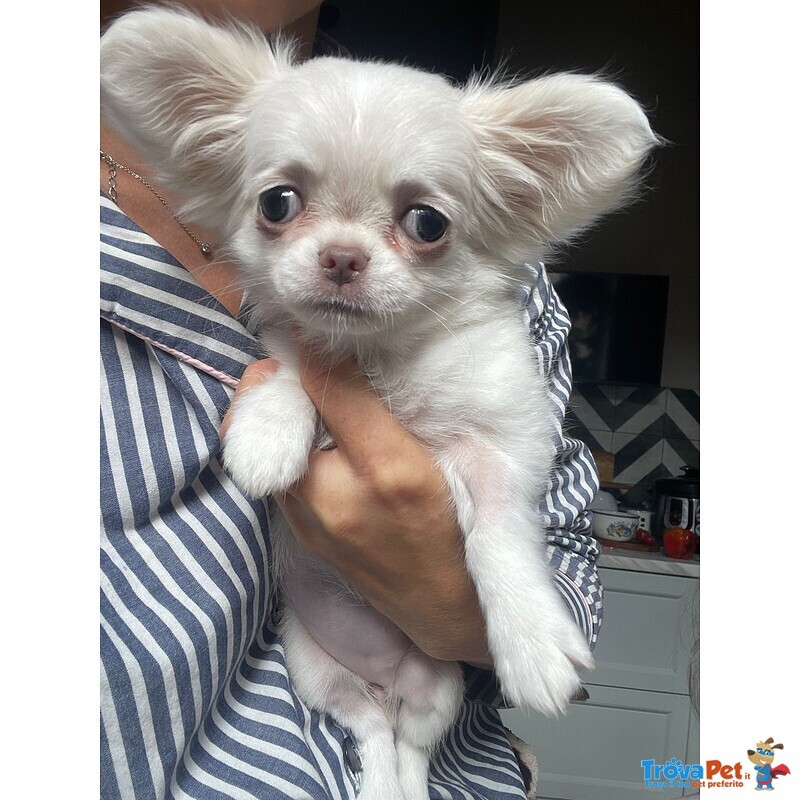 Bellissima Femminuccia di Chihuahua – Taglia Piccola – - Foto n. 1