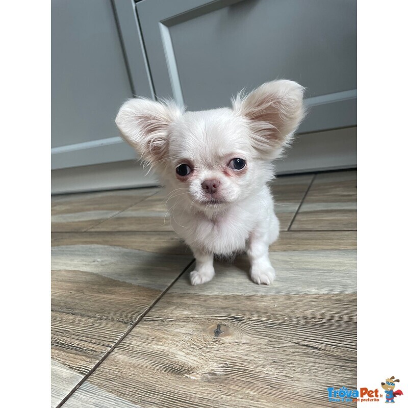 Bellissima Femminuccia di Chihuahua – Taglia Piccola – - Foto n. 3