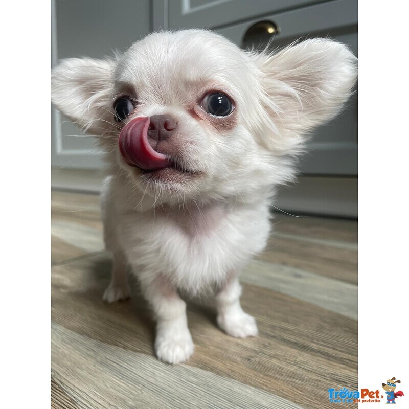 Bellissima Femminuccia di Chihuahua – Taglia Piccola – - Foto n. 4
