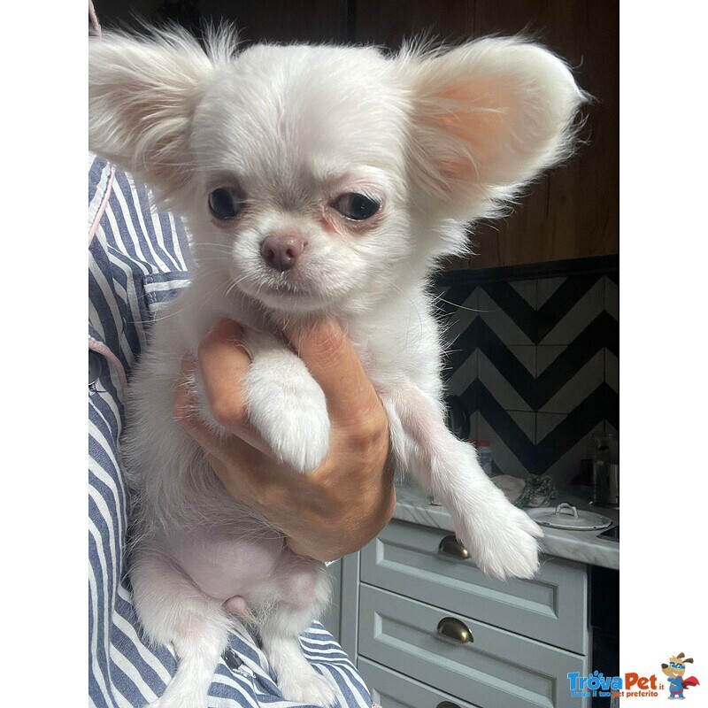 Bellissima Femminuccia di Chihuahua – Taglia Piccola – - Foto n. 5