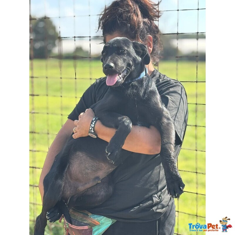 Alberto Cucciolotto mix Labrador 5 mesi Cerca Casa - Foto n. 2