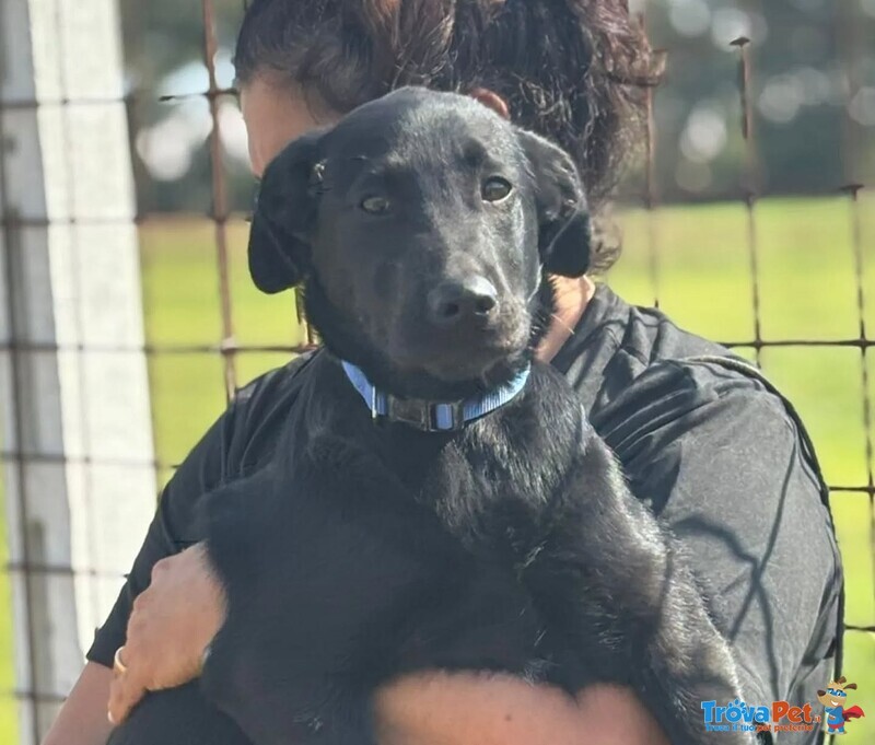 Alberto Cucciolotto mix Labrador 5 mesi Cerca Casa - Foto n. 3