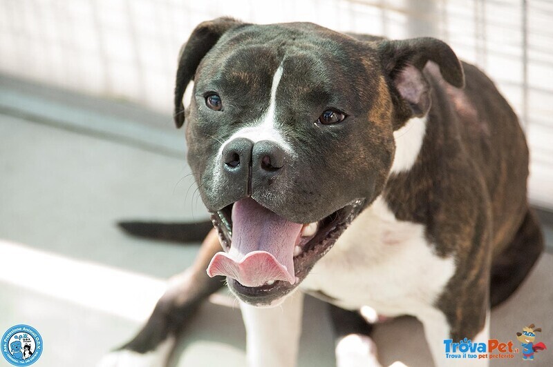 Clony, mix Amstaff Giovane e Pieno di Vita… - Foto n. 1