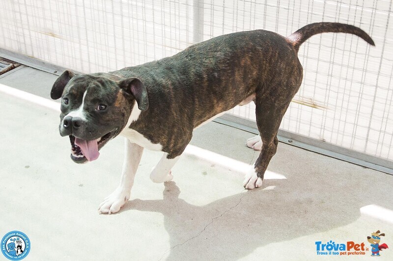 Clony, mix Amstaff Giovane e Pieno di Vita… - Foto n. 2