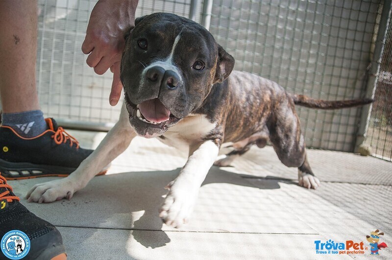Clony, mix Amstaff Giovane e Pieno di Vita… - Foto n. 3