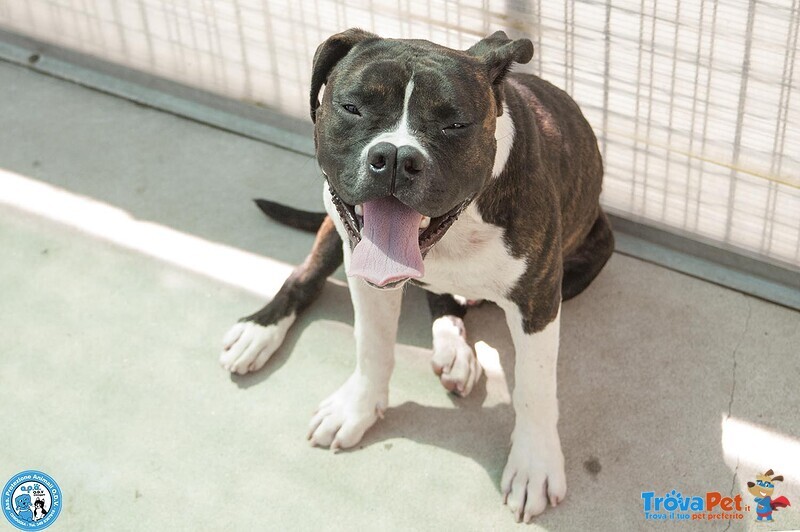 Clony, mix Amstaff Giovane e Pieno di Vita… - Foto n. 4