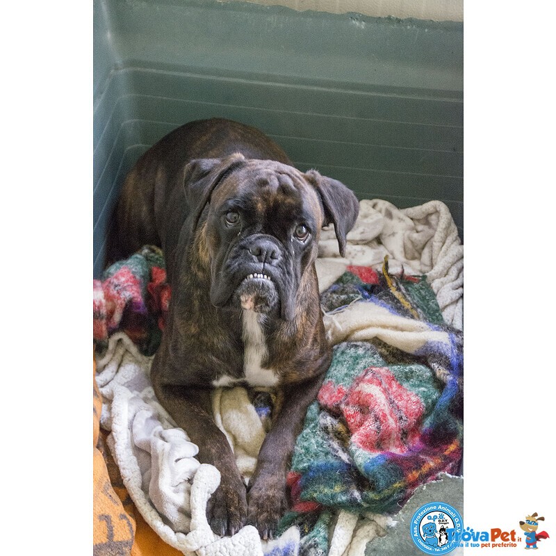 Maya, Boxer Comprata per fare Scena, ora Cerca solo Amore Vero.. - Foto n. 4