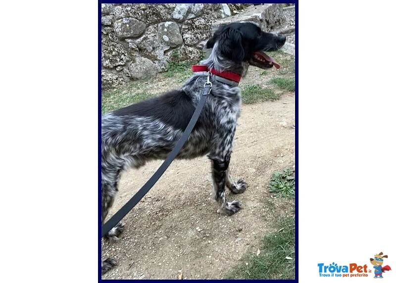 Nacho 8anni Gioioso e Giocherellone - Foto n. 5