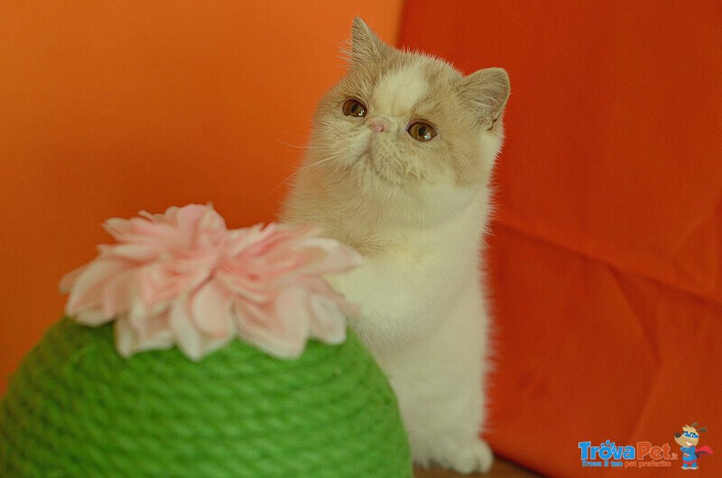 Exotic Shorthair Maschio Crema e Bianco - Foto n. 2