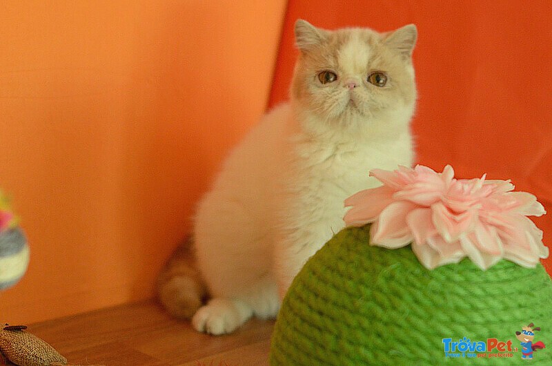 Exotic Shorthair Maschio Crema e Bianco - Foto n. 1