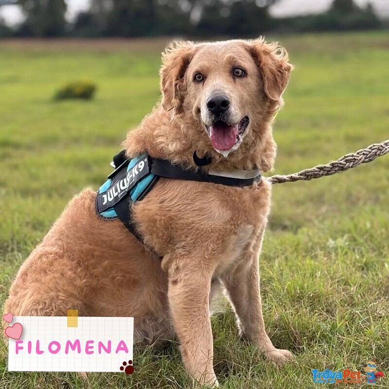 Filomena Incrocio Labrador - Golden Retriever Cerca Casa - Foto n. 1