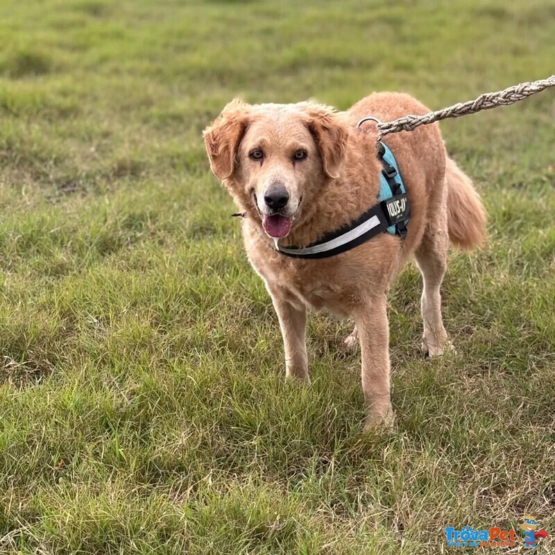 Filomena Incrocio Labrador - Golden Retriever Cerca Casa - Foto n. 2