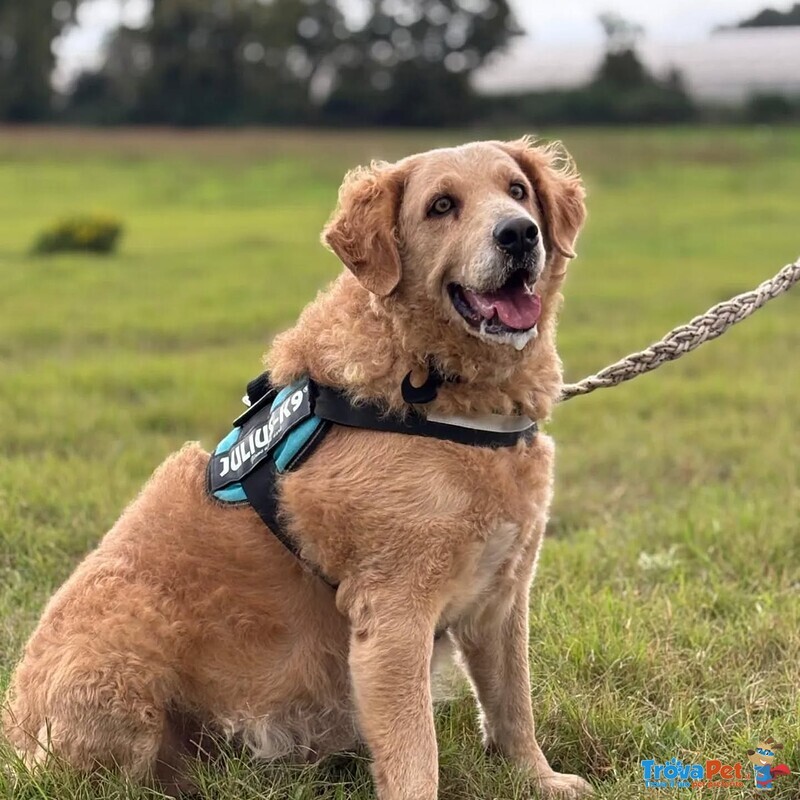 Filomena Incrocio Labrador - Golden Retriever Cerca Casa - Foto n. 3