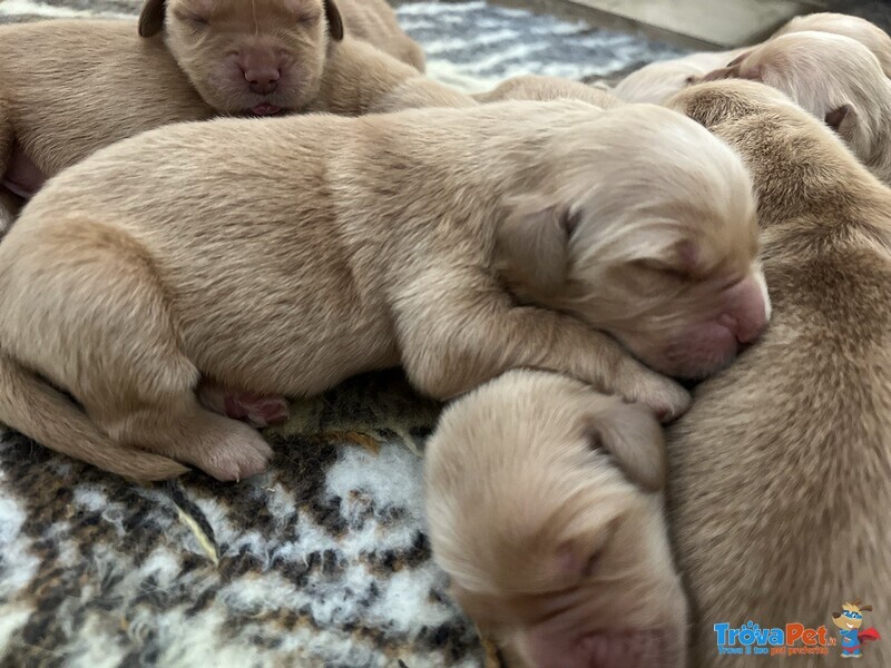 Golden Retriever - 100% Americani - Foto n. 1