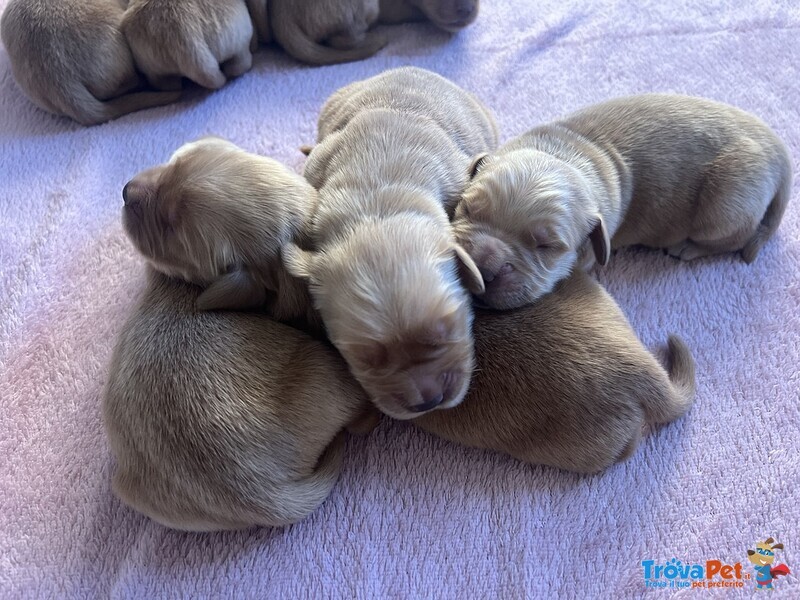 Golden Retriever - 100% Americani - Foto n. 2