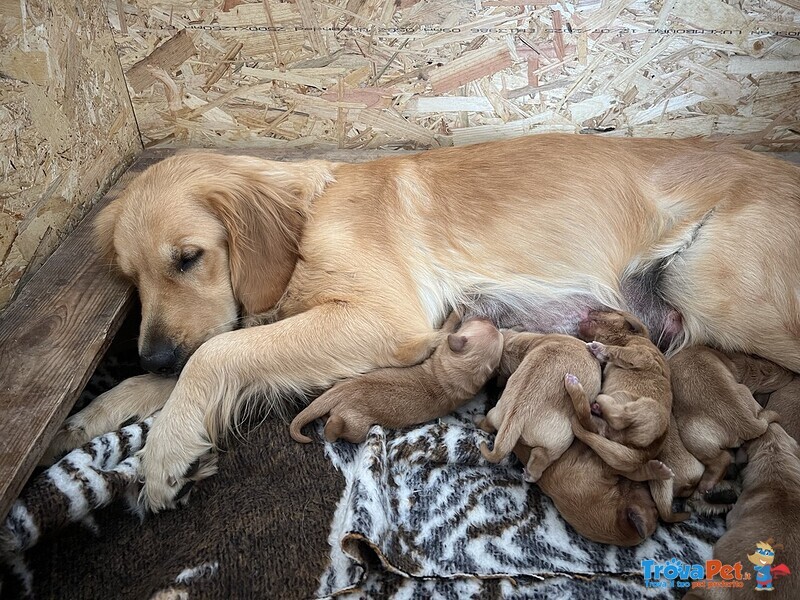 Golden Retriever - 100% Americani - Foto n. 3