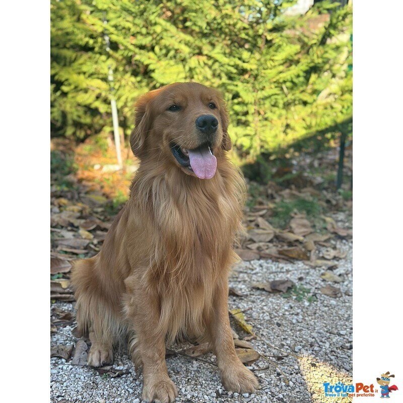 Golden Retriever - 100% Americani - Foto n. 4