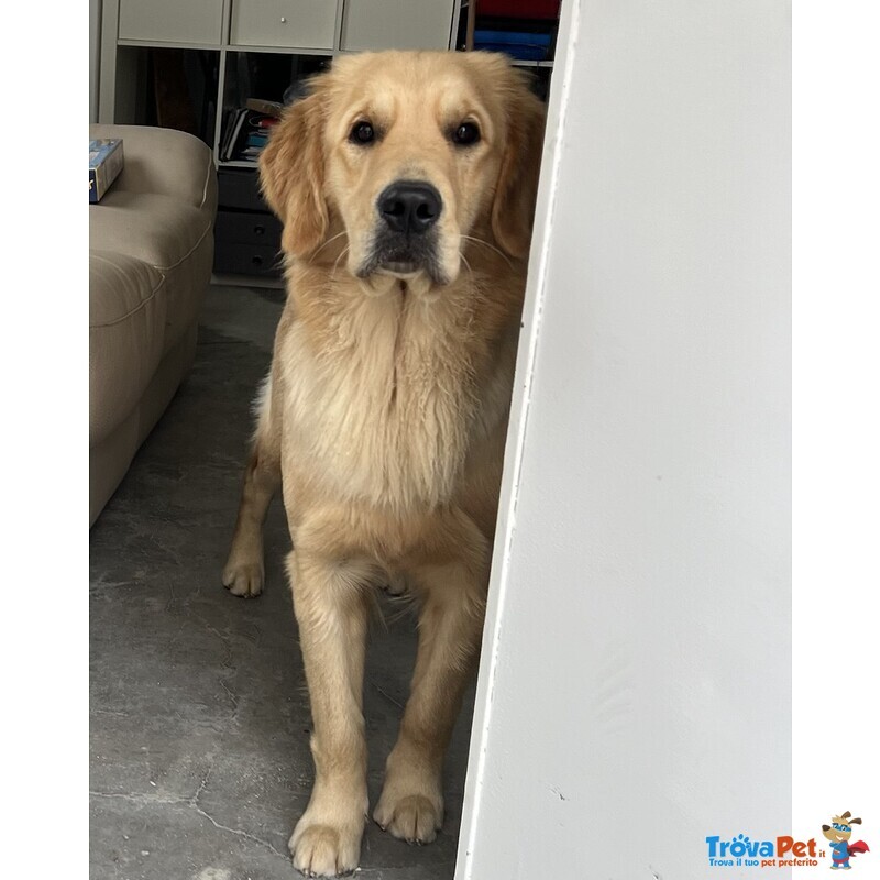 Golden Retriever - 100% Americani - Foto n. 5