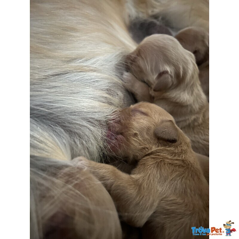 Golden Retriever - 100% Americani - Foto n. 6