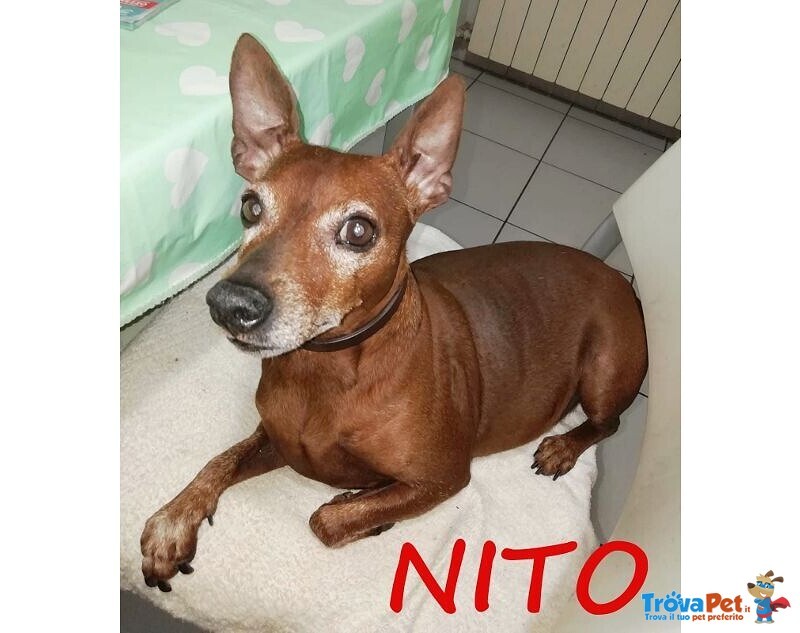Nito Nonnino Rimasto solo - Urgentissimo! - Foto n. 2