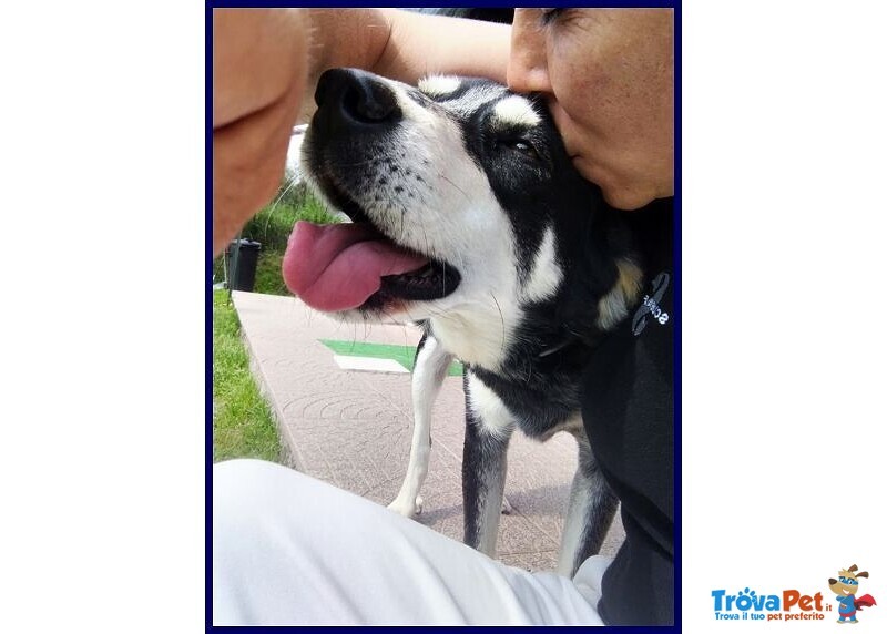 Dumbo Buono con Tutti Anche coi Gatti - sui 6anni - Foto n. 1