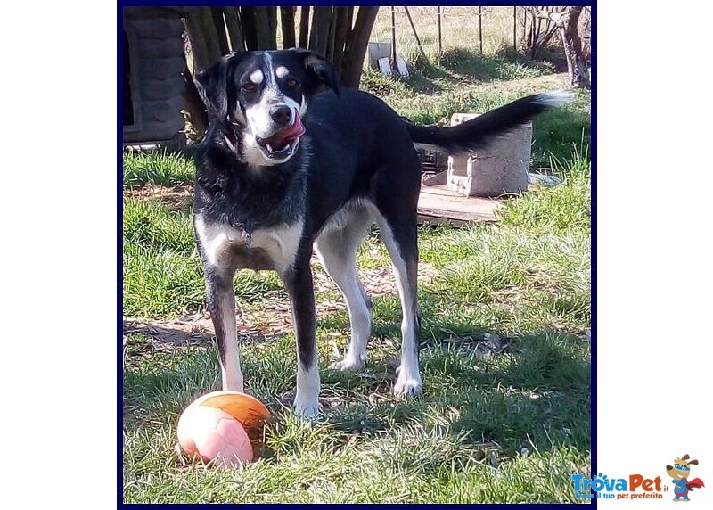 Dumbo Buono con Tutti Anche coi Gatti - sui 6anni - Foto n. 2