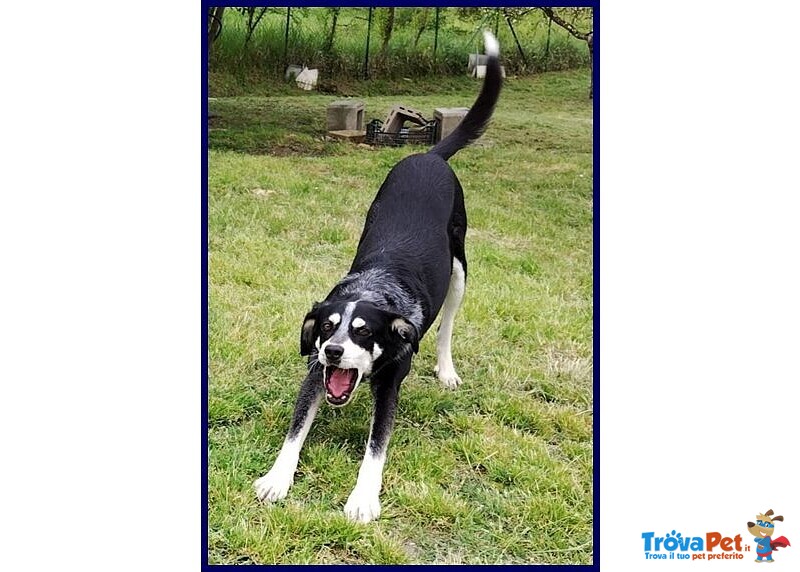 Dumbo Buono con Tutti Anche coi Gatti - sui 6anni - Foto n. 3