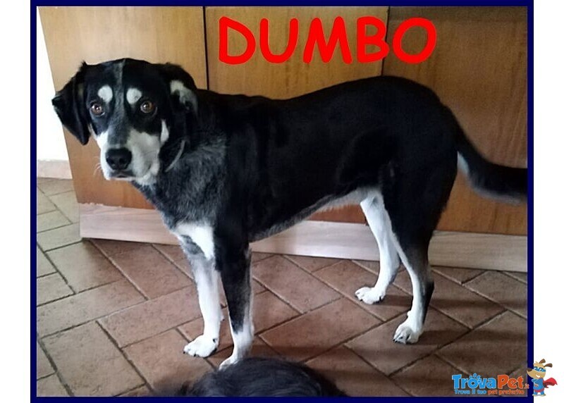 Dumbo Buono con Tutti Anche coi Gatti - sui 6anni - Foto n. 4
