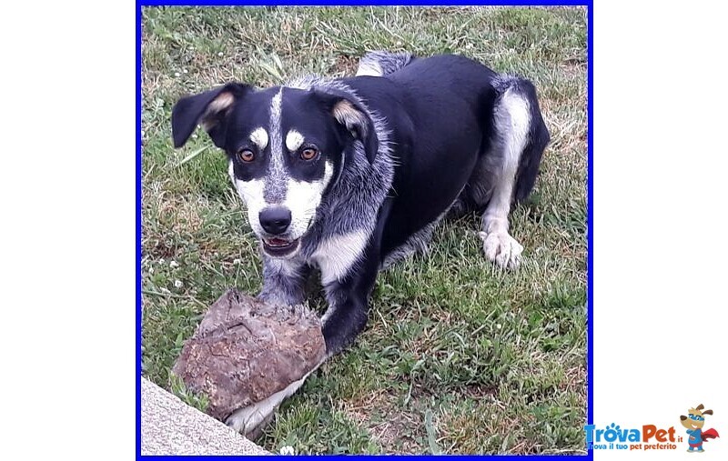 Dumbo Buono con Tutti Anche coi Gatti - sui 6anni - Foto n. 5