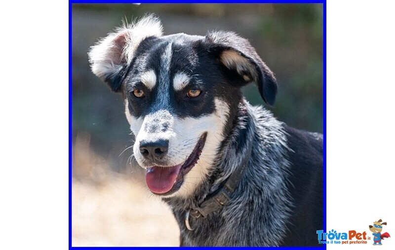 Dumbo Buono con Tutti Anche coi Gatti - sui 6anni - Foto n. 6