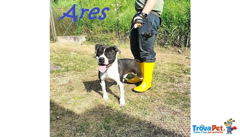 Ares 2-3anni Cerca casa con Persona Esperta - Foto n. 1