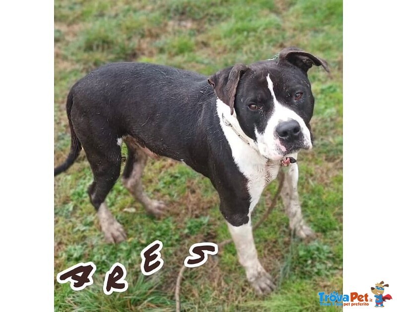 Ares 2-3anni Cerca casa con Persona Esperta - Foto n. 2