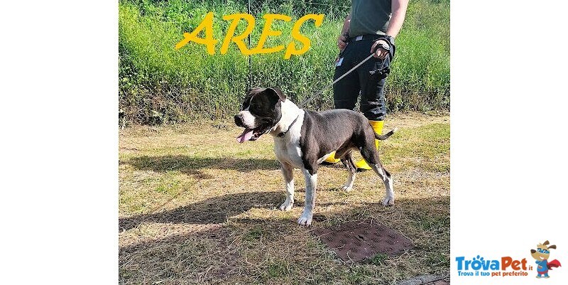 Ares 2-3anni Cerca casa con Persona Esperta - Foto n. 3