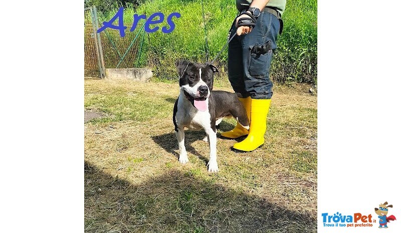 Ares 2-3anni Cerca casa con Persona Esperta - Foto n. 4